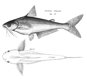 panga