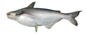 panga_