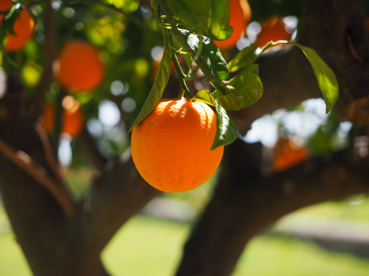 arbol-de-naranja